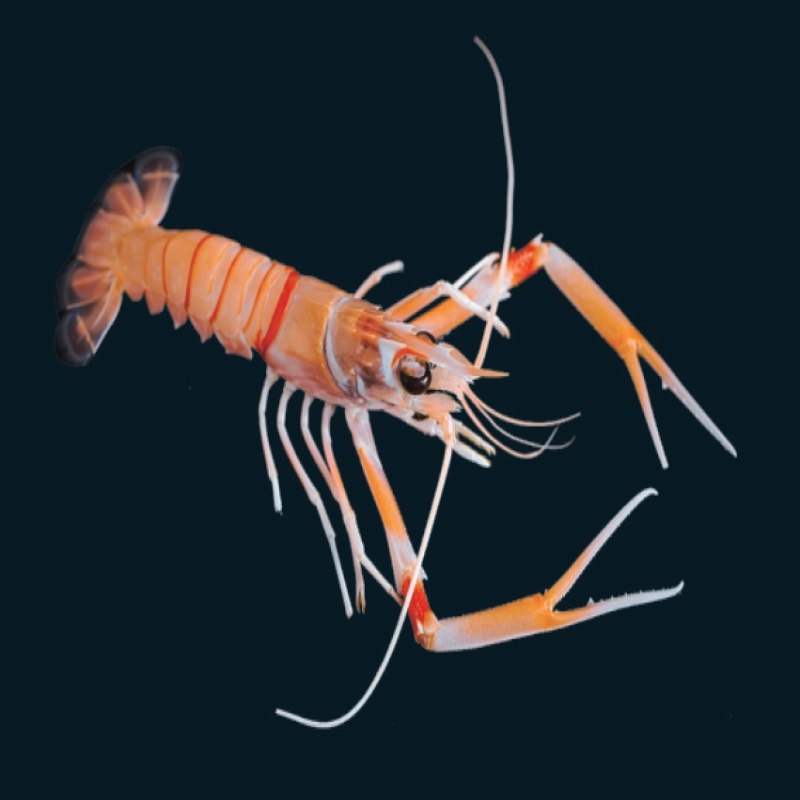 Cangrejos de aguas profundas de Nueva Zelanda